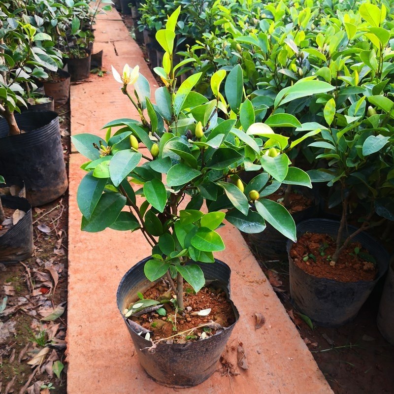 含笑花苗盆栽含笑树苗浓香型花卉四季常青植物庭院阳台耐寒耐