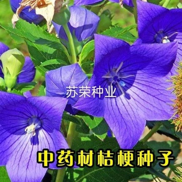 桔梗种子狗宝菜种子桔梗籽洋桔梗花种子中药材桔梗种子