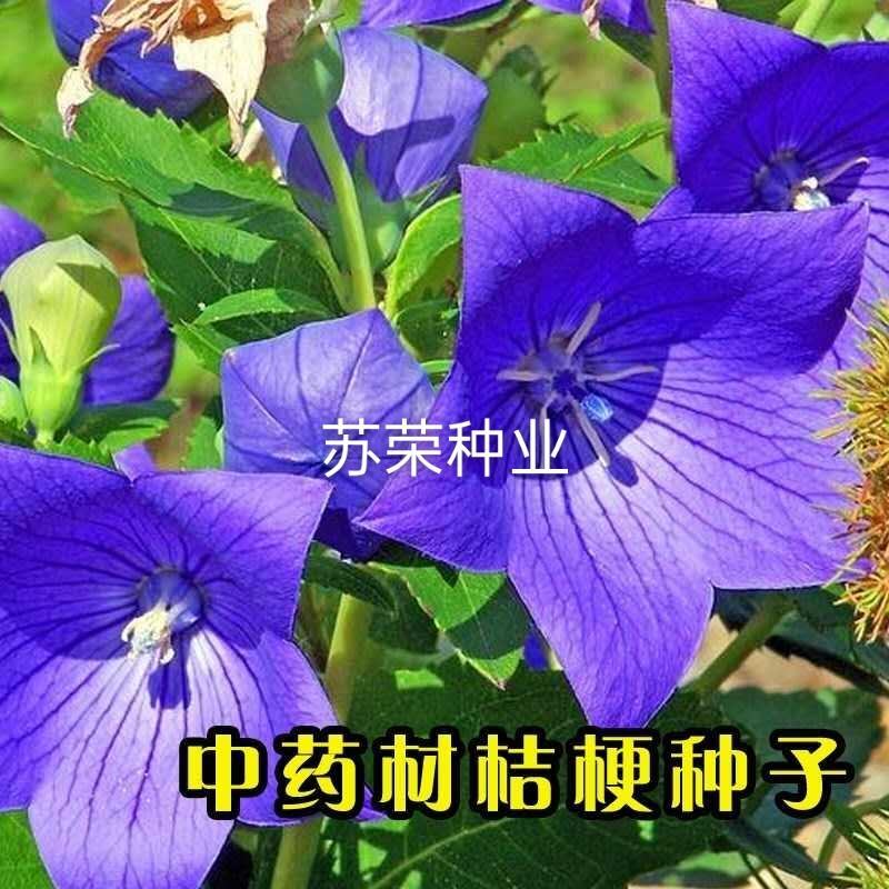 桔梗种子狗宝菜种子桔梗籽洋桔梗花种子中药材桔梗种子