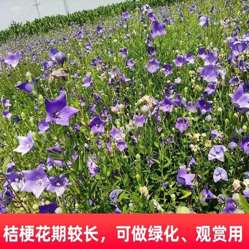 桔梗种子狗宝菜种子桔梗籽洋桔梗花种子中药材桔梗种子