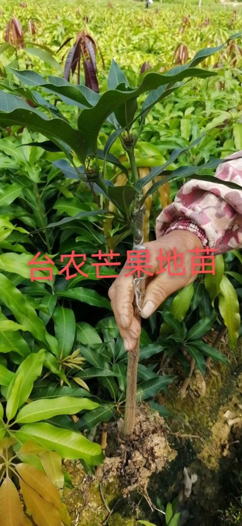 台农一号芒果苗嫁接海南小台农芒果树苗盆栽庭院种植果树