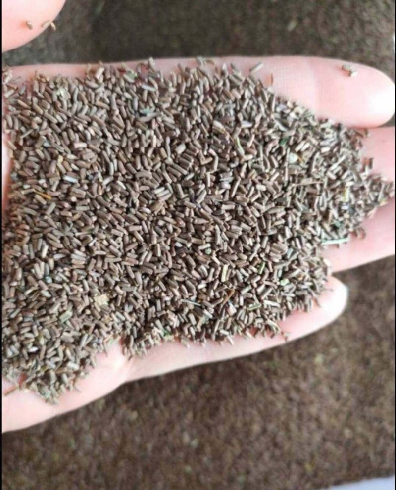 雏菊种子四季开花易活进口小雏菊花种籽植物矮杆花海花卉种子