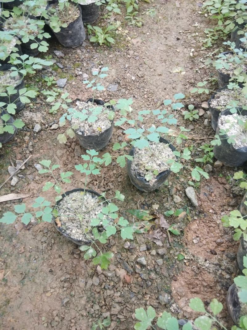【优质】广西百色市德保县岩黄连苗根发易成活基发价格优