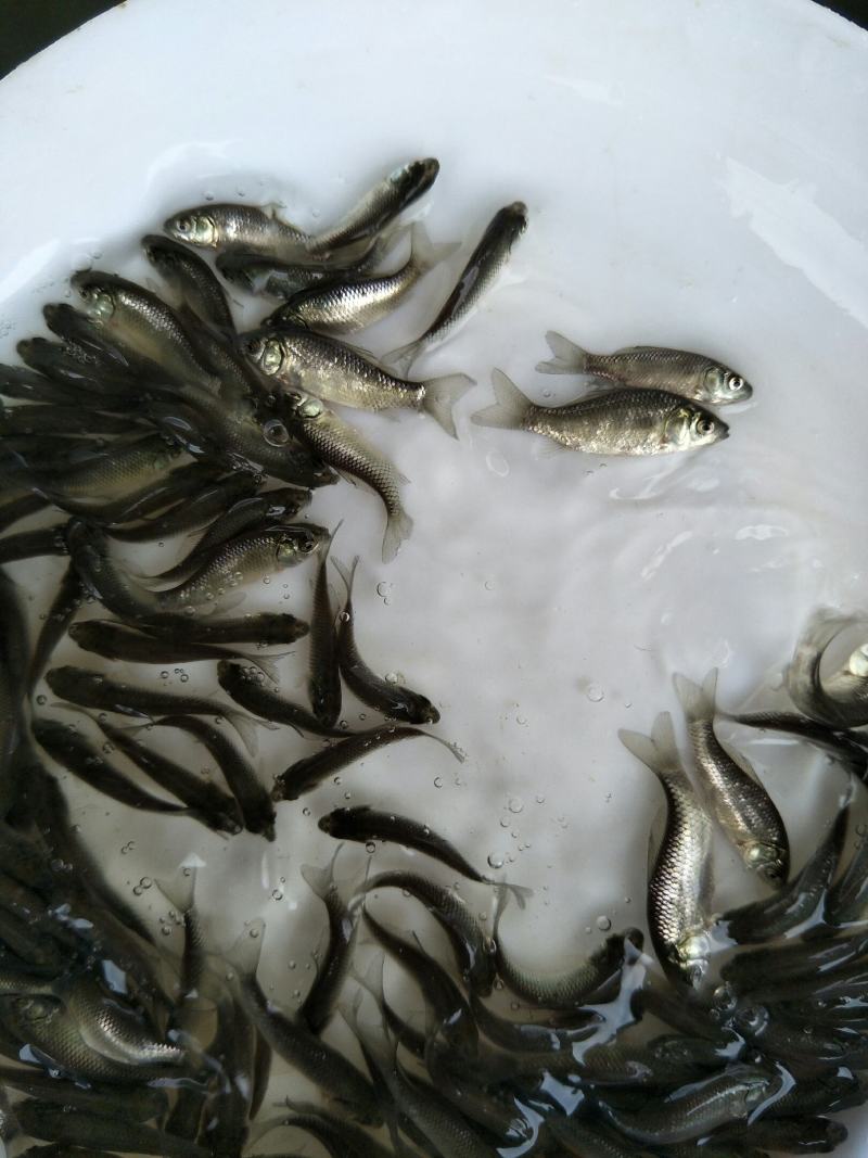 鲫鱼苗，中科3号鲫鱼苗，可送货上门，提供养殖技术支持！