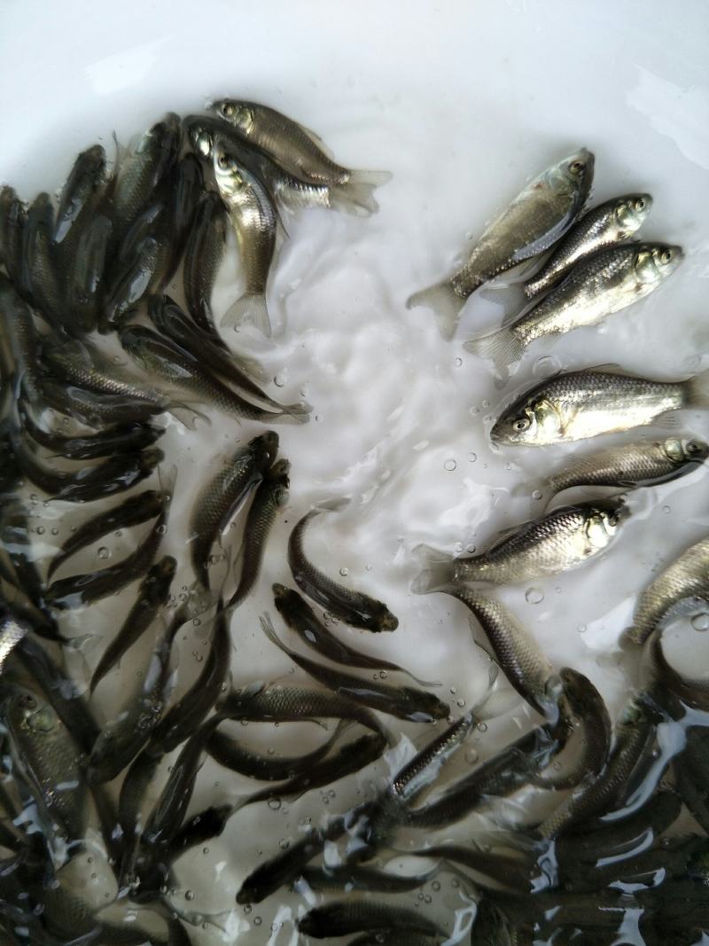 鲫鱼苗，中科3号鲫鱼苗，可送货上门，提供养殖技术支持！