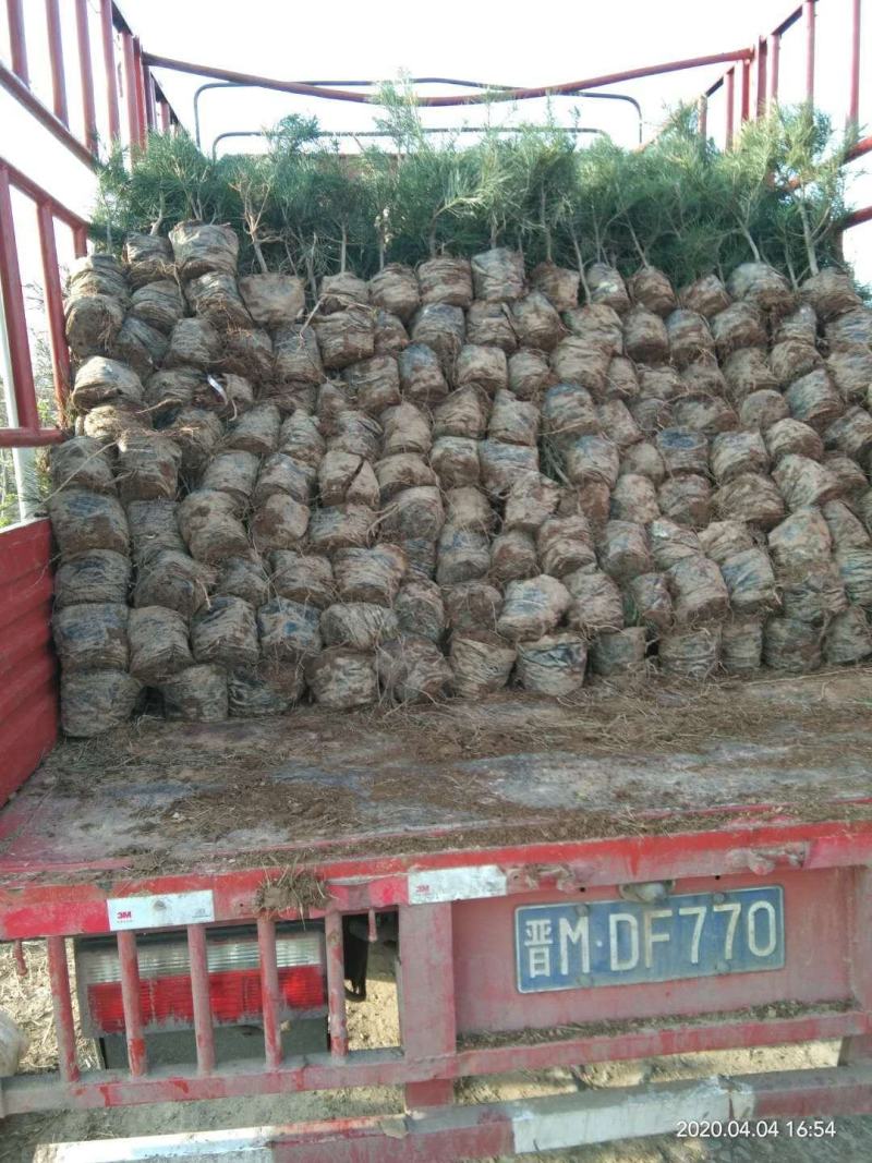 白皮松，基地农户直供成活率高。货源充足价格美丽