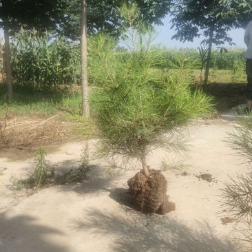 白皮松，基地农户直供成活率高。货源充足价格美丽