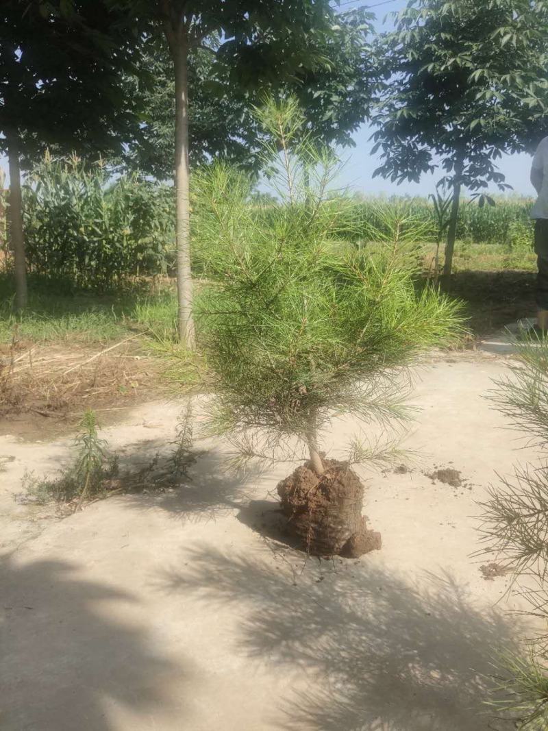 白皮松，基地农户直供成活率高。货源充足价格美丽