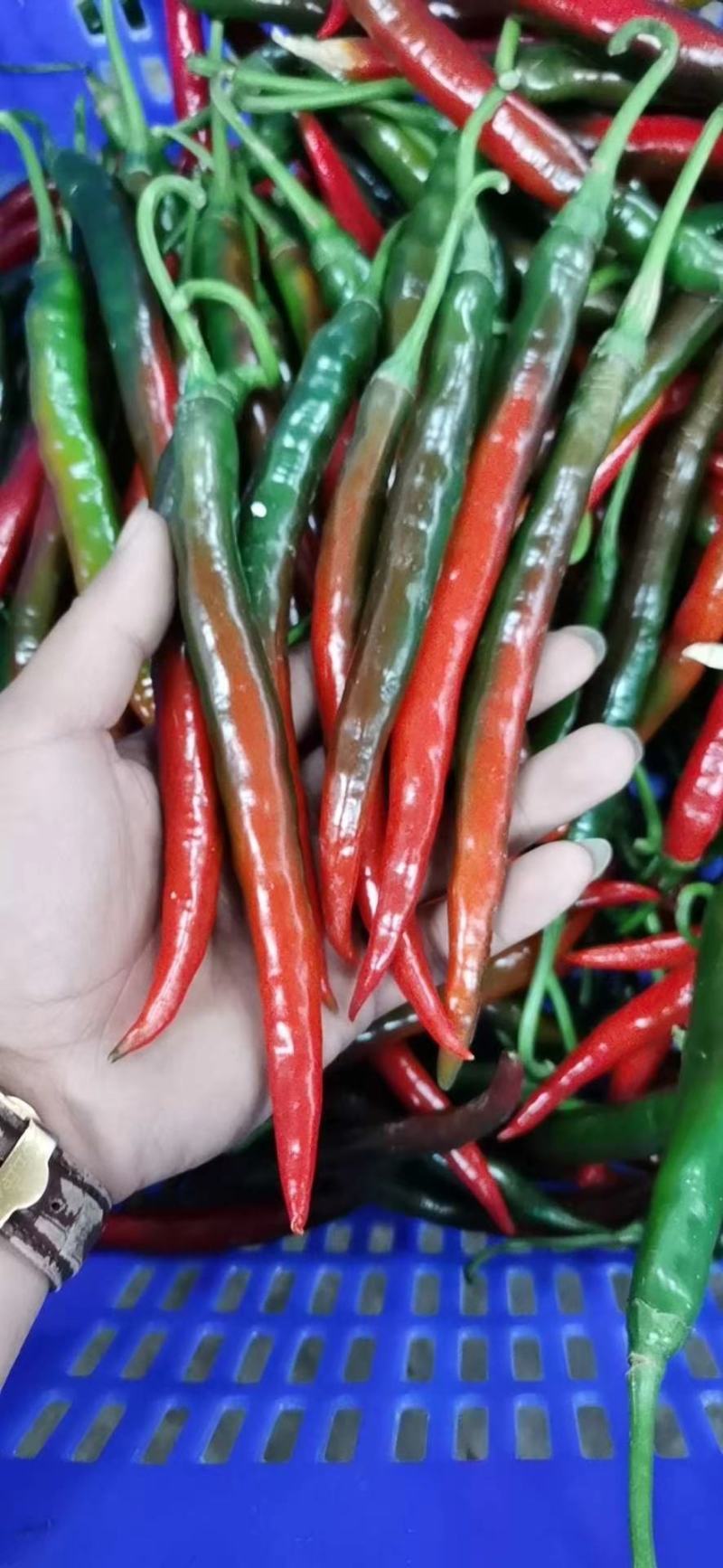 精品二金条，大量有货，贵州黔南，优美的环境，好品质货