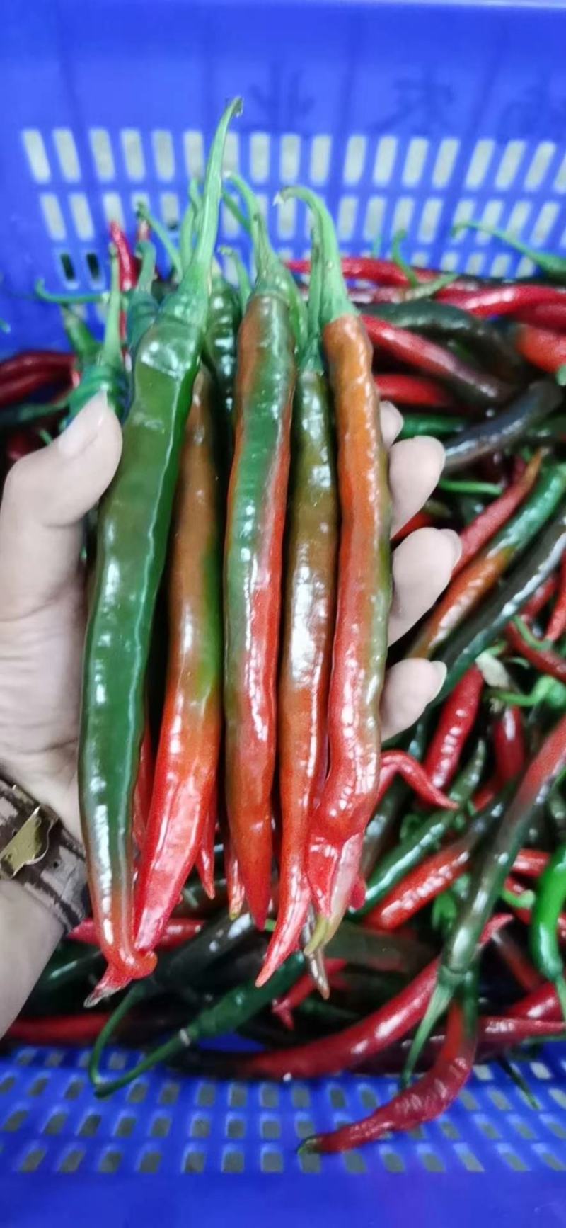 精品二金条，大量有货，贵州黔南，优美的环境，好品质货