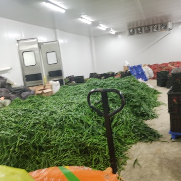 精品二金条，大量有货，贵州黔南，优美的环境，好品质货