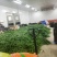 精品二金条，大量有货，贵州黔南，优美的环境，好品质货
