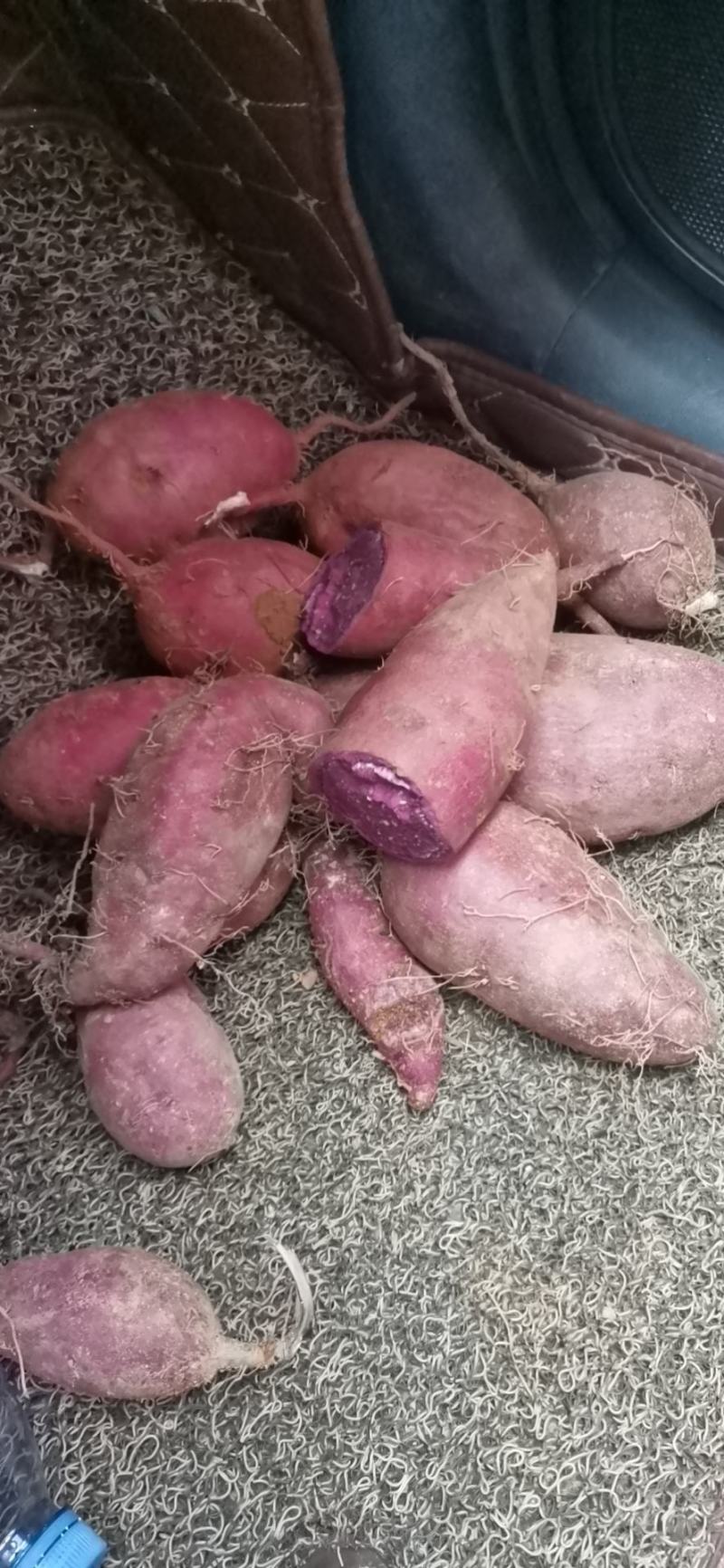 红薯紫罗兰，西瓜红，冰淇淋