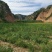 黄花菜山西黄花菜金针菜基地直销