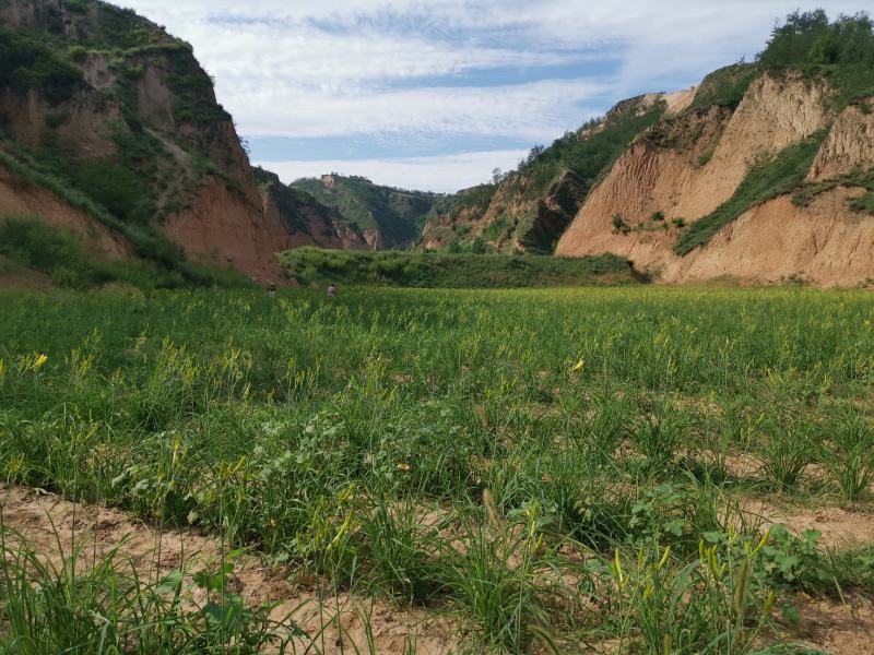 黄花菜山西黄花菜金针菜基地直销