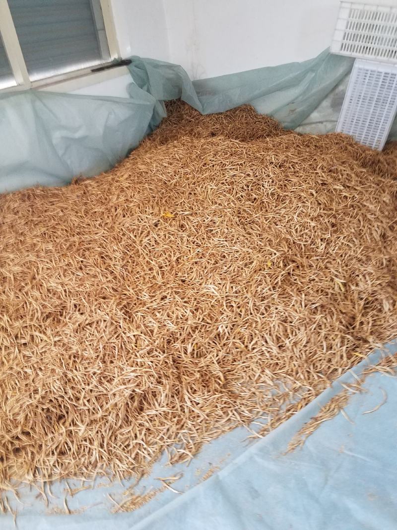 黄花菜山西黄花菜金针菜基地直销
