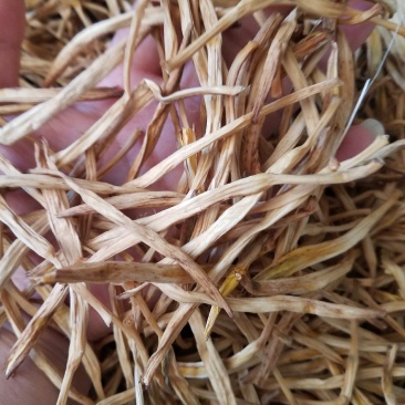 黄花菜山西黄花菜金针菜基地直销