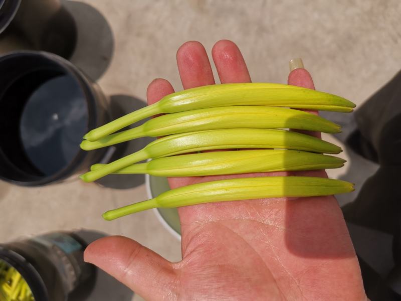 黄花菜山西黄花菜金针菜基地直销