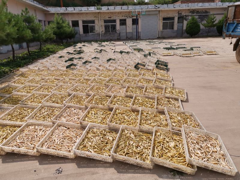黄花菜山西黄花菜金针菜基地直销