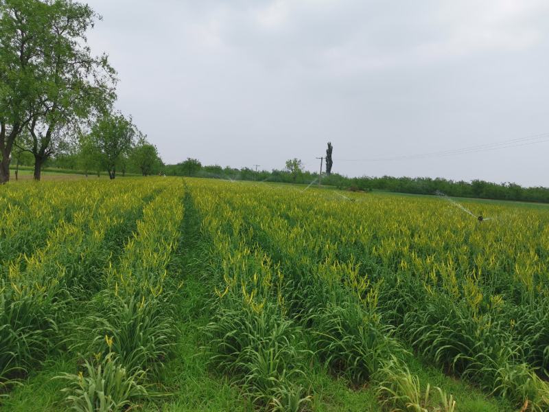 黄花菜山西黄花菜金针菜基地直销