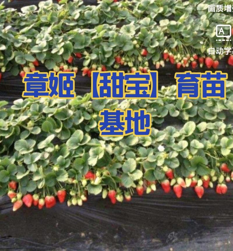 草莓苗甜宝奶油香野天使梦之莹品种纯正