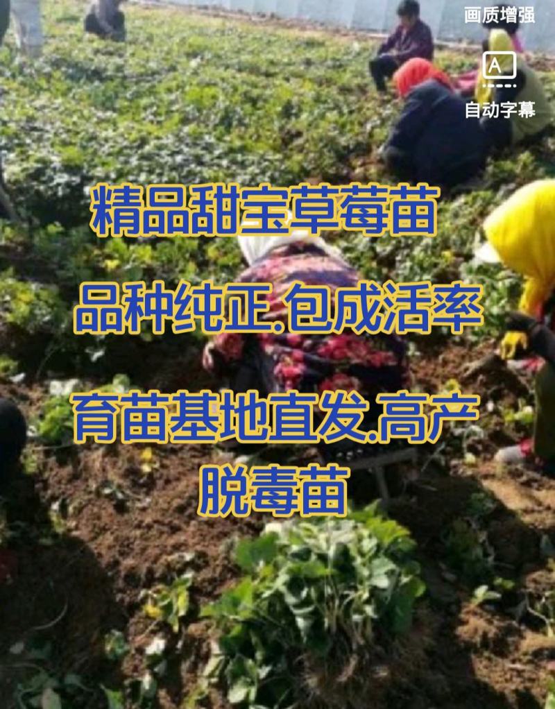 草莓苗甜宝奶油香野天使梦之莹品种纯正