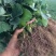 草莓苗甜宝奶油香野天使梦之莹品种纯正