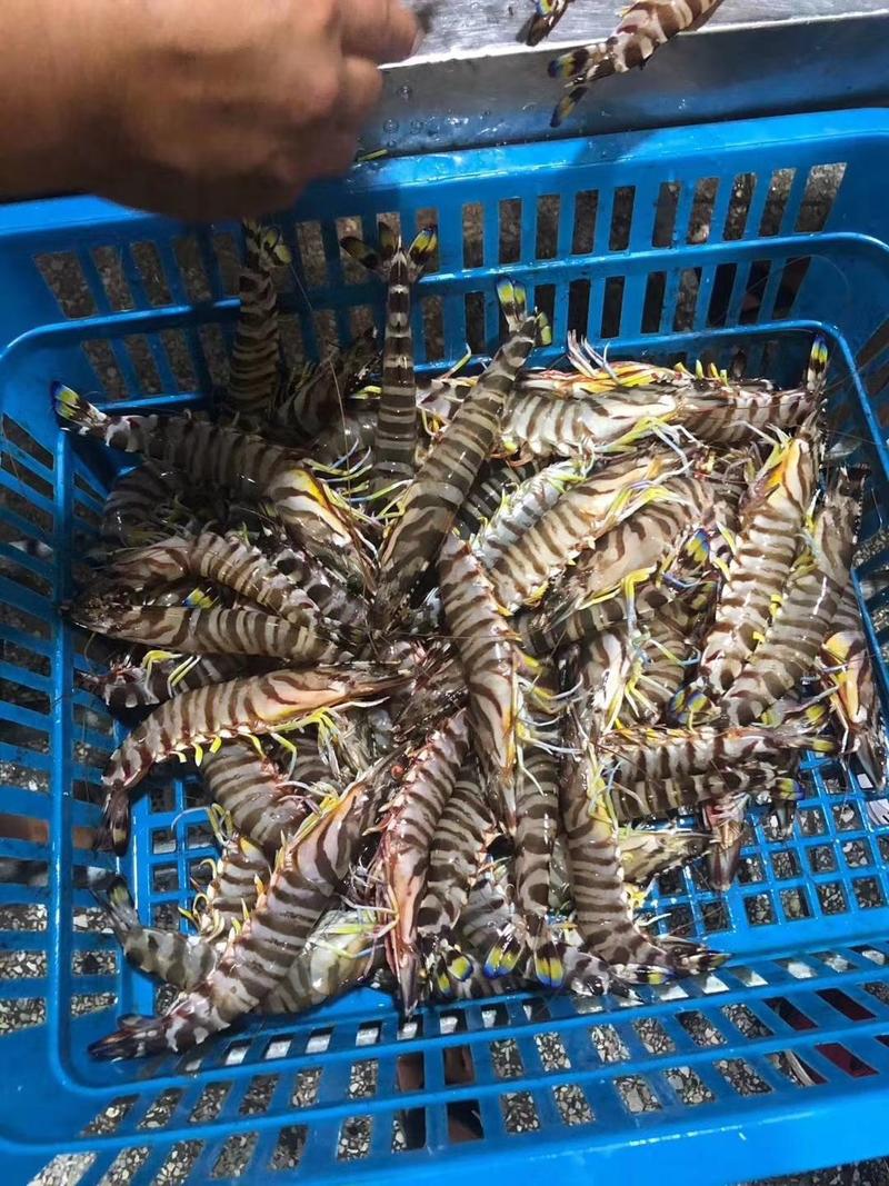 东山岛斑节虾，九节虾，竹节虾，小件试样10盒（袋）包邮。