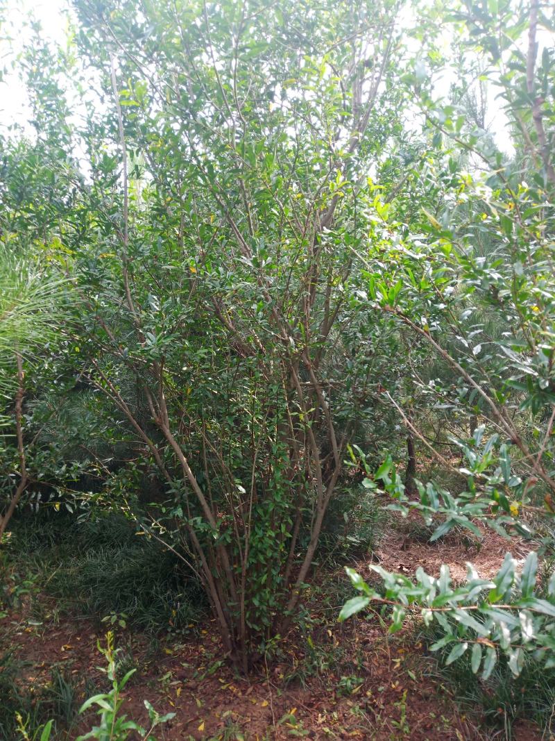 紫薇，冠浮1.5.......2米，冠浮饱满