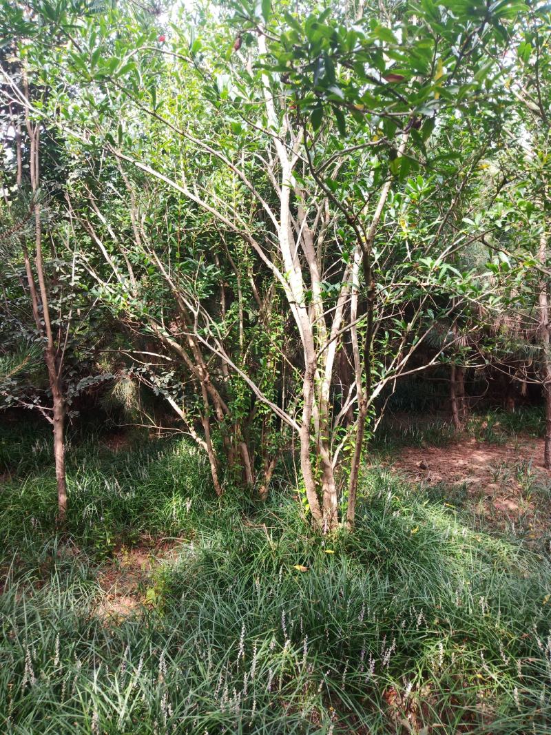 紫薇，冠浮1.5.......2米，冠浮饱满