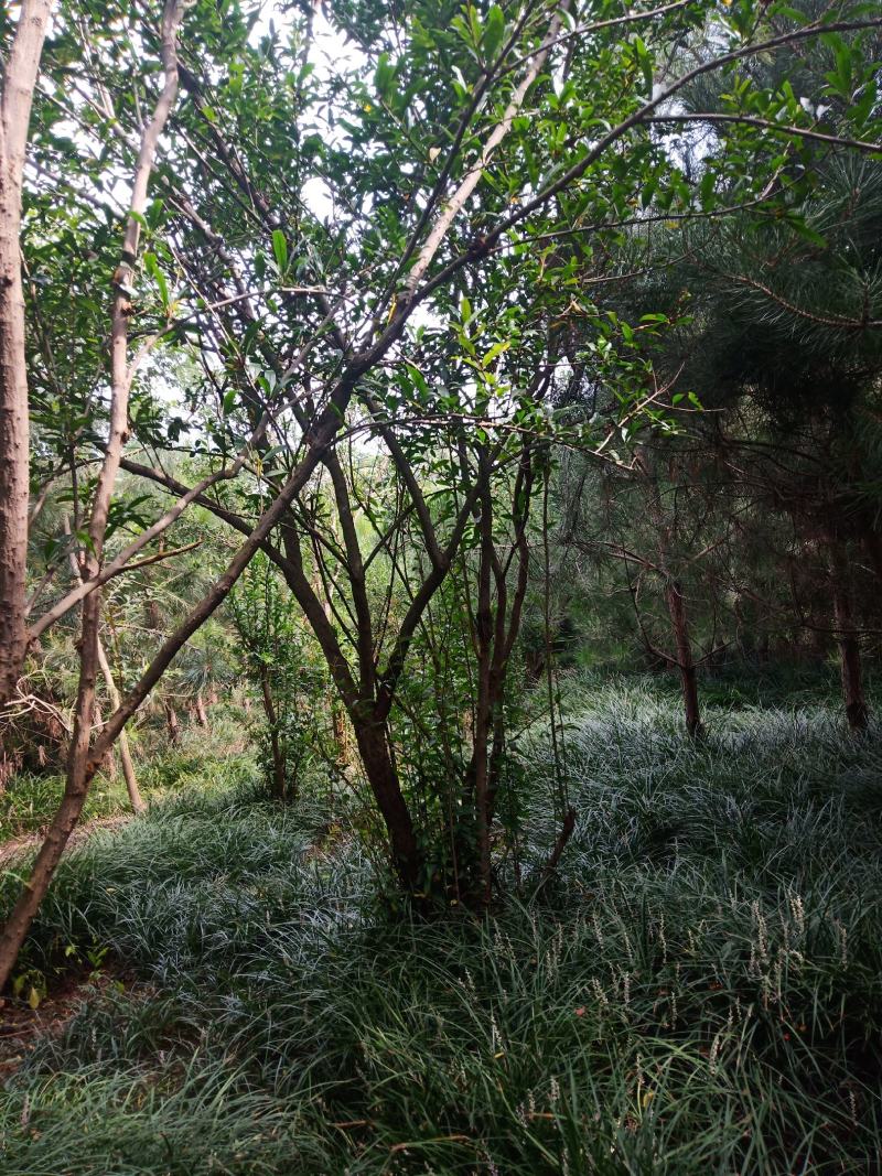 紫薇，冠浮1.5.......2米，冠浮饱满