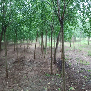 丝棉木，树直，冠好园主诚心卖树，
