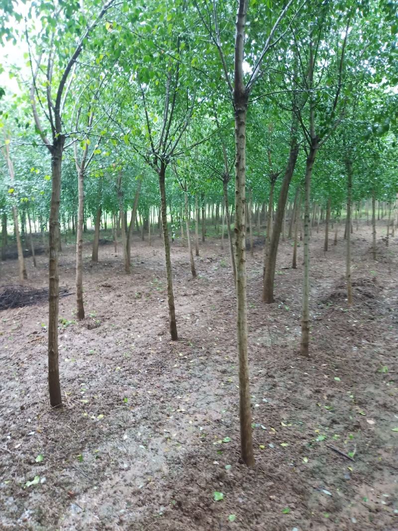 丝棉木，树直，冠好园主诚心卖树，