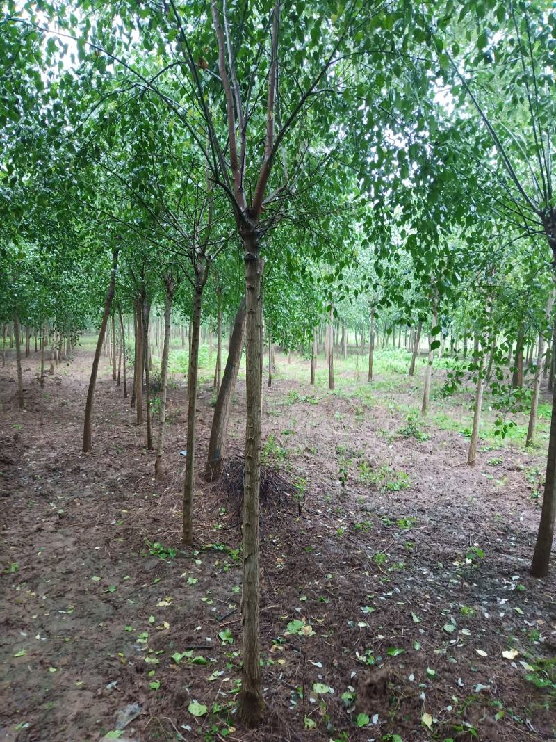 丝棉木，树直，冠好园主诚心卖树，