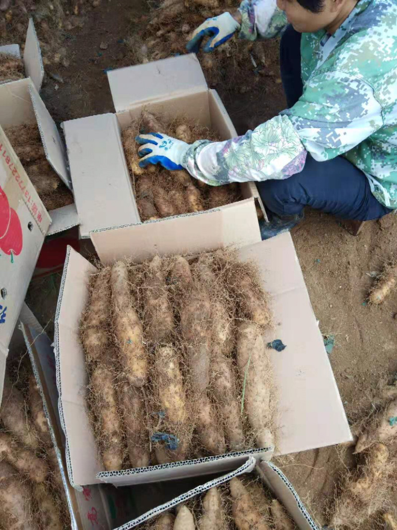 广东特产毛薯，基地直供，货源充足，走货快，欢迎前来选购