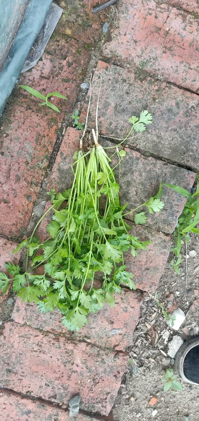 香菜！大叶香菜下来了。欢迎大家前来采购！干湿都有！