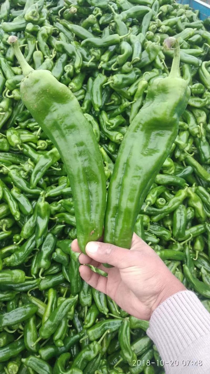 陕西辣椒大量上市，一手货源，品种多多，质量优