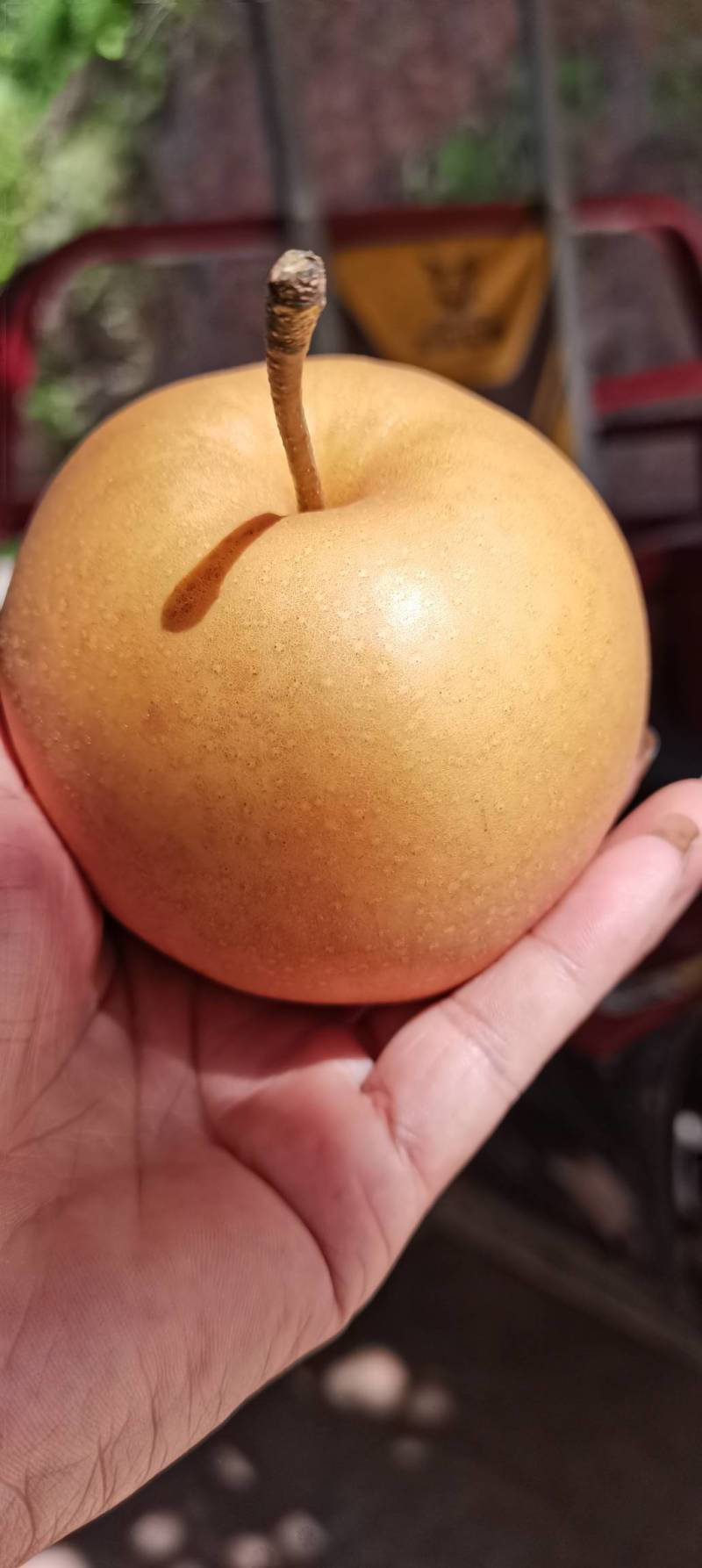 麻阳薄皮金秋梨，脆甜多汁，地理标志，地理位置优越条件