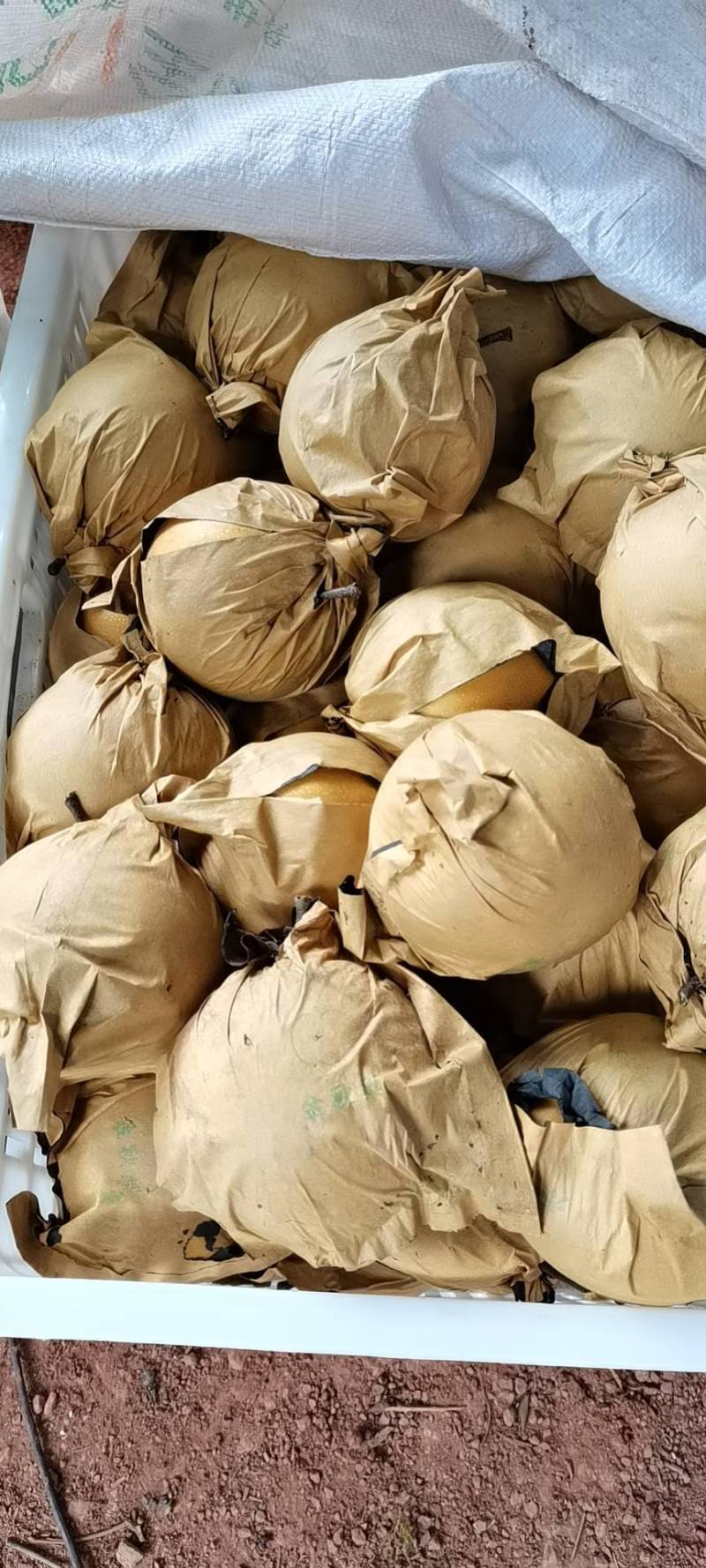 麻阳薄皮金秋梨，脆甜多汁，地理标志，地理位置优越条件