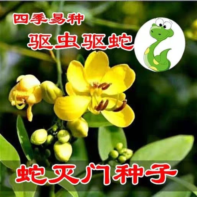 蛇灭门种子夏季室内耐寒植物驱蚊草驱蛇盆栽公园庭院四季