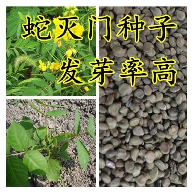 蛇灭门种子夏季室内耐寒植物驱蚊草驱蛇盆栽公园庭院四季