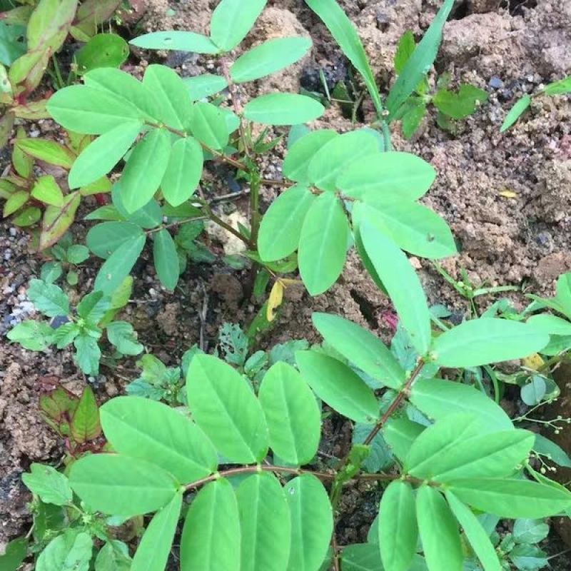 蛇灭门种子夏季室内耐寒植物驱蚊草驱蛇盆栽公园庭院四季