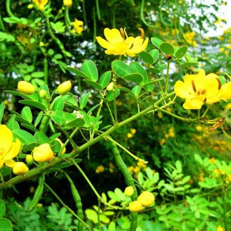 蛇灭门种子夏季室内耐寒植物驱蚊草驱蛇盆栽公园庭院四季