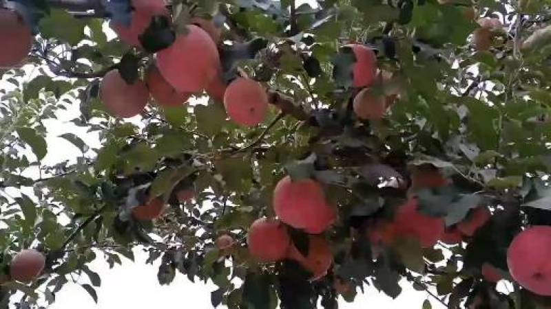 光果嗄啦一级优质果货原充足质量保证有需要前来订购