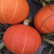 产地直销精品绿南瓜🎃，红南瓜🎃质量有