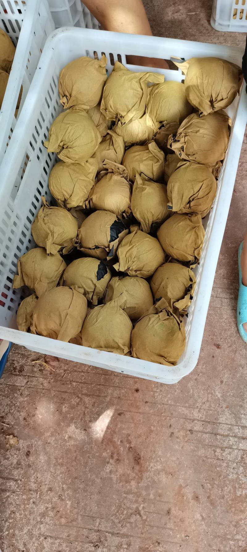麻阳薄皮金秋梨，脆甜多汁，地理标志，地理位置优越条件