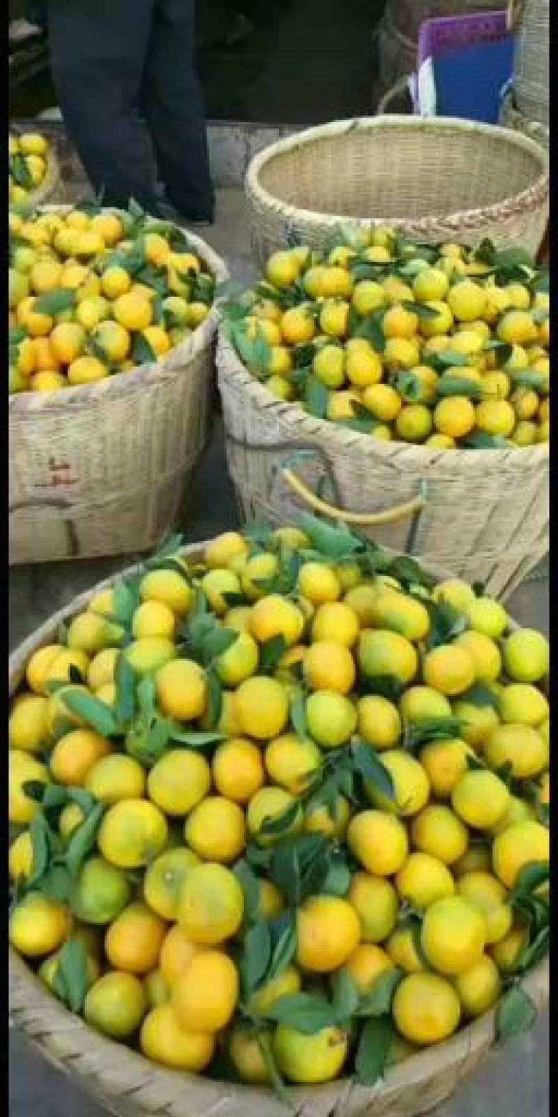 [精品]东江湖特早蜜橘已大量上市欢迎各位老板来采购