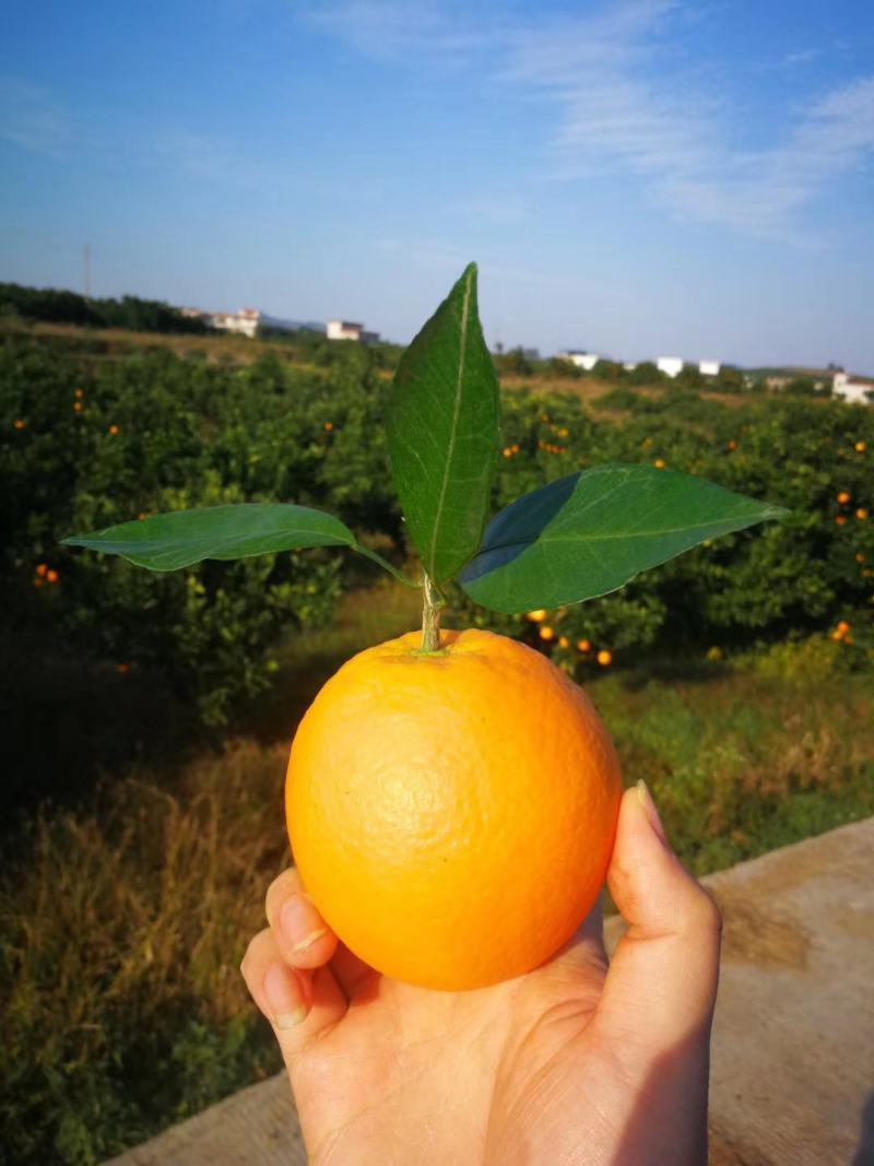 [精品]东江湖特早蜜橘已大量上市欢迎各位老板来采购