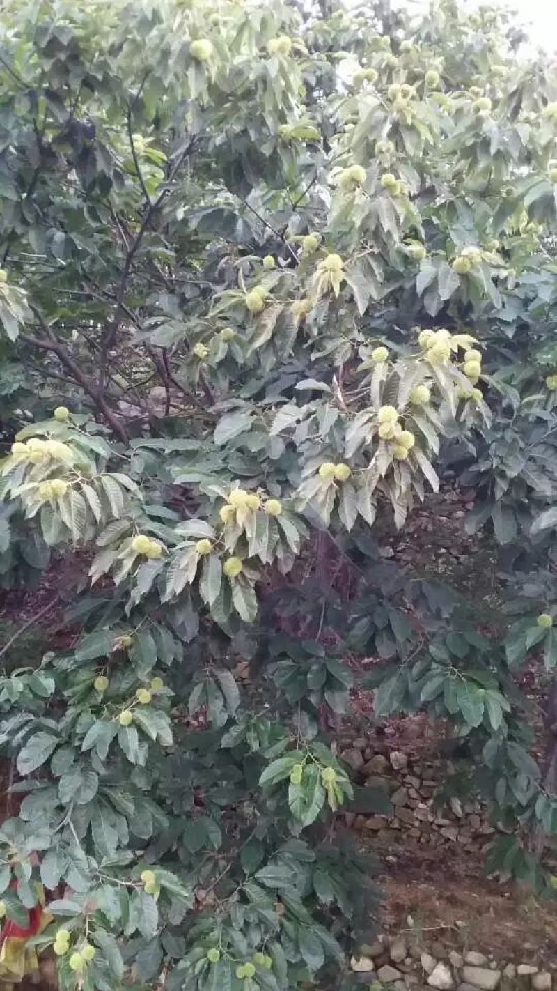 百万嫁接板栗苗待售售。