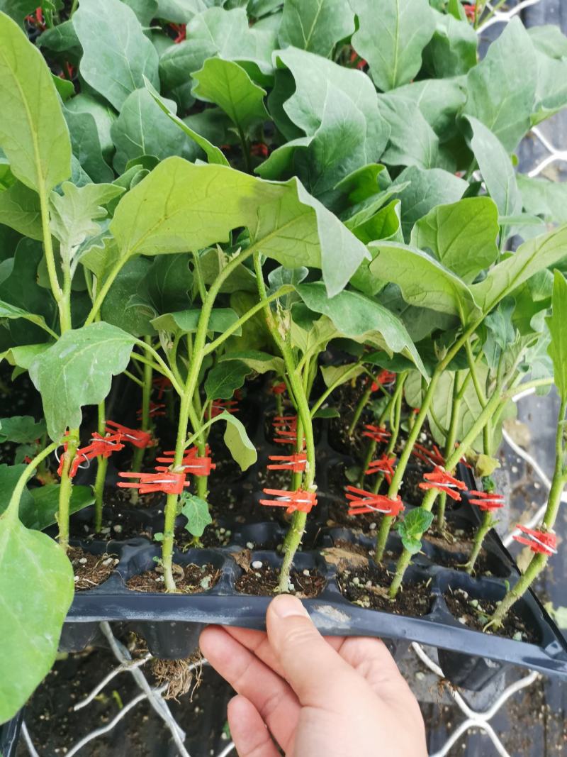 长茄550绿萼紫色长茄苗子